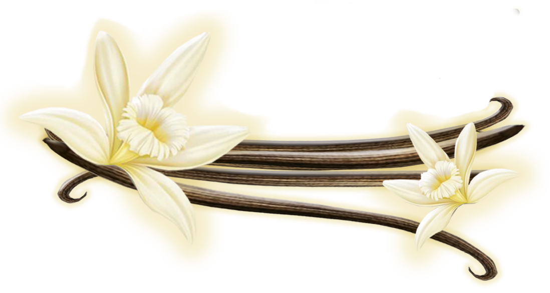 Dessin d'interlignage de gousses vanille noires